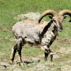 Greater Blue Sheep - Local name-Bharal