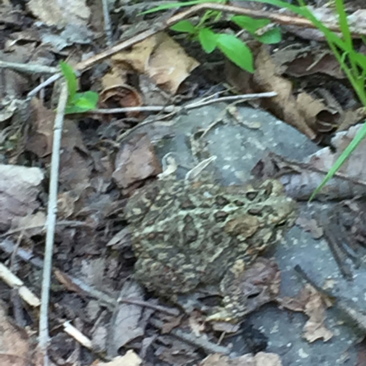 American toad