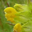 Yellow Rattle