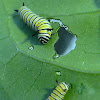 Monarch Caterpillars