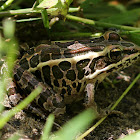 Pickerel Frog