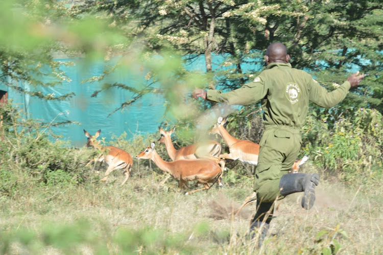 Brian Mbundi of KWS veterinary and capture unit tries to capture a gazelle during the ongoing mass capture and translocation of various herbivorous species at Olmorogi ranch in Naivasha on April 9, 2024.