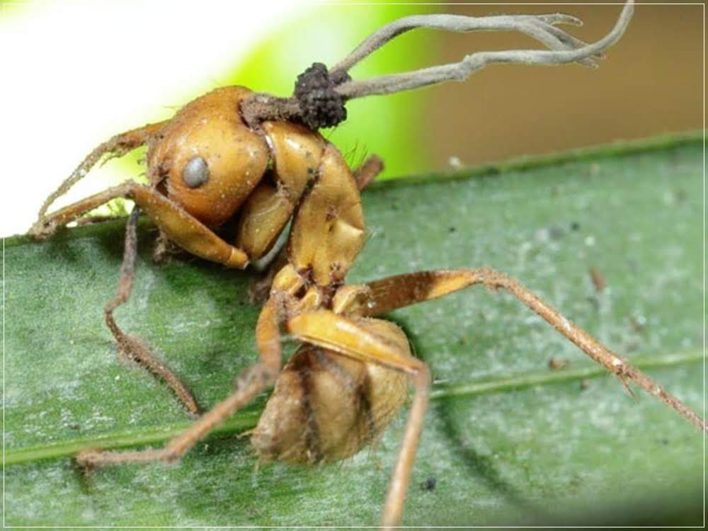 Cordyceps - O fungo que transforma insetos em zumbis!