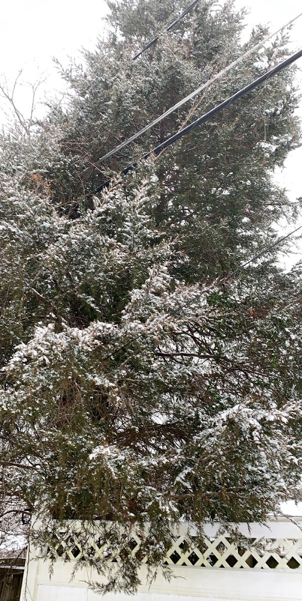 Eastern Red Cedar