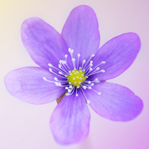 Download Purple Flower Wallpaper For PC Windows and Mac