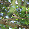 House Sparrow, male