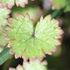 Pennywort