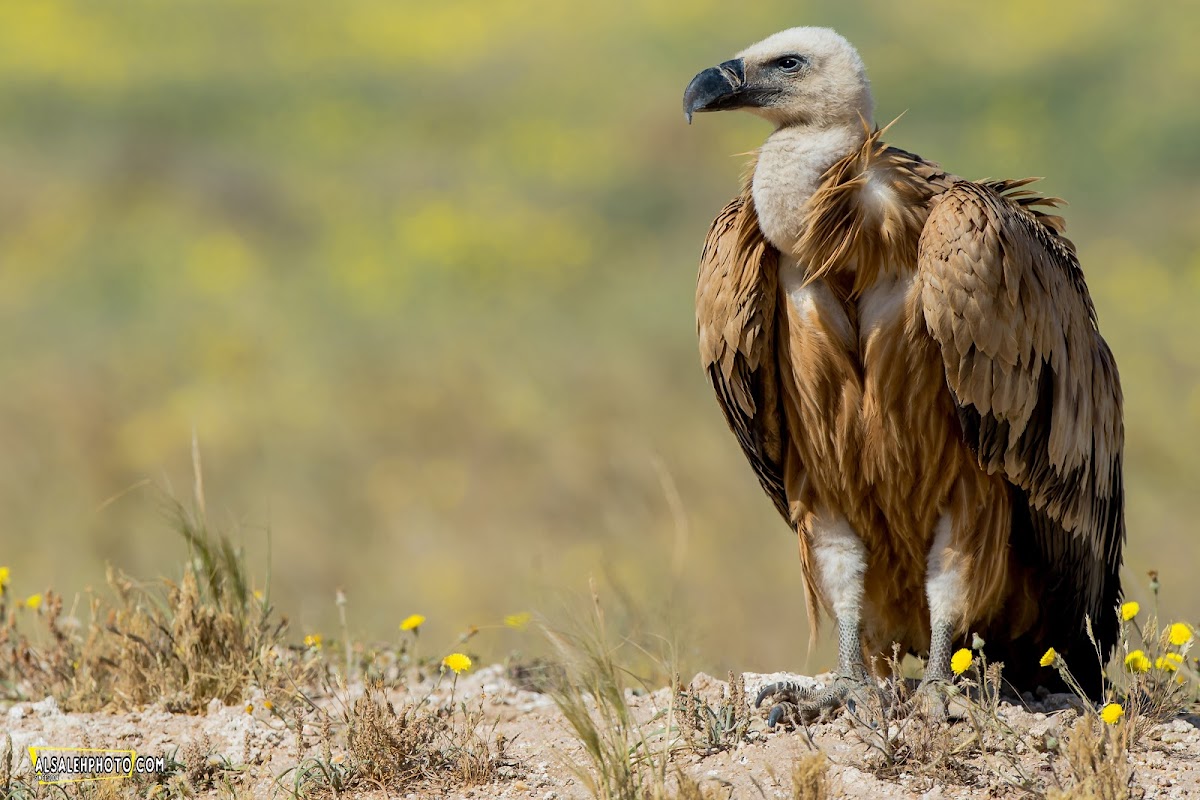 Griffon Vulture.