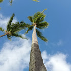 Coconut Tree