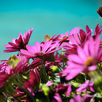 Pink Flowers di 