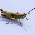 Common Field Grasshopper