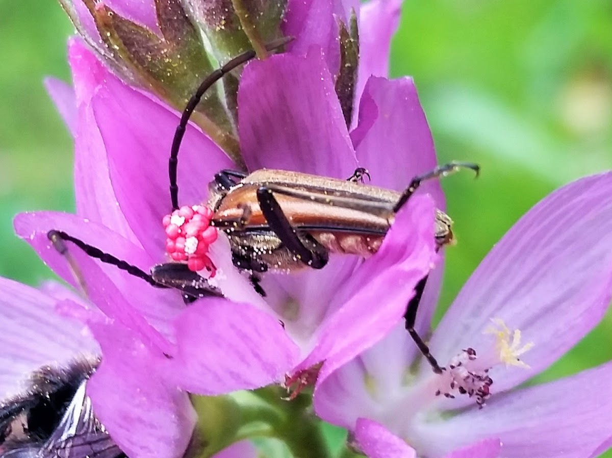 Flower Longhorn Beetle