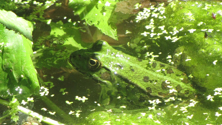 Raganella in acqua di Biokosmos