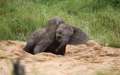 Baby Elephant in the Sandpit Preview 1