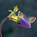 BROWN ARGUS