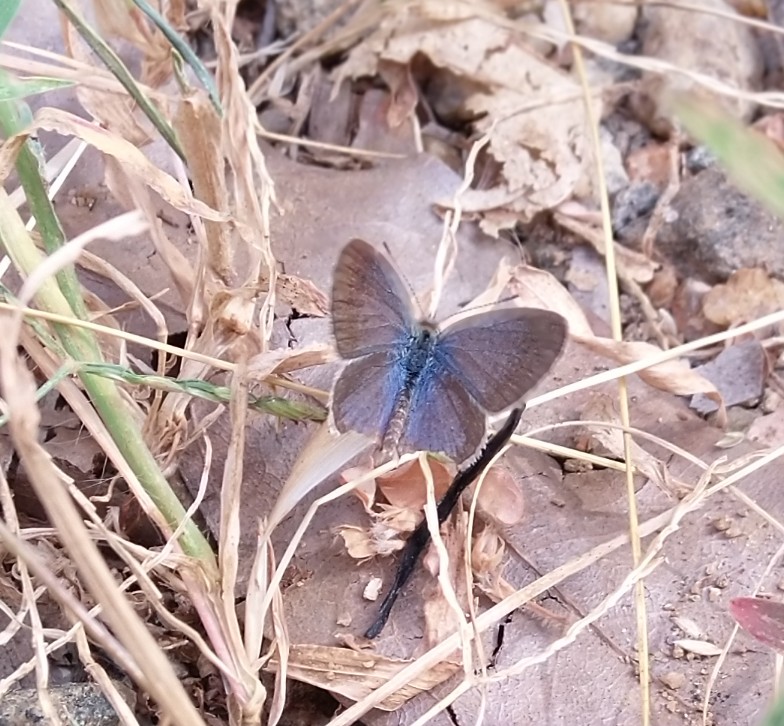 Pale grass blue