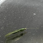 Green Lacewing