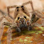 Wandering spider