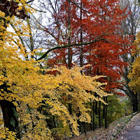 PASSEGGIANDO NEL PARCO di 