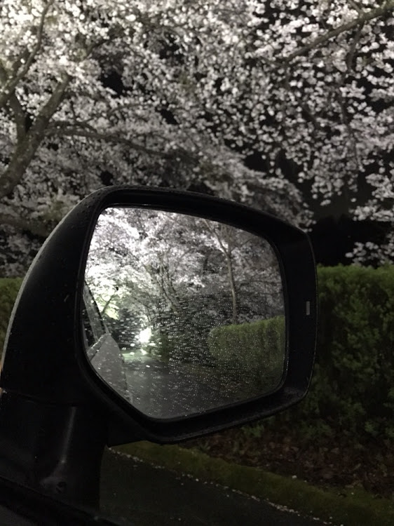 フォレスターのドライブ・フォレスター・スバル・夜桜・ライトアップに関するカスタム事例の投稿画像4枚目