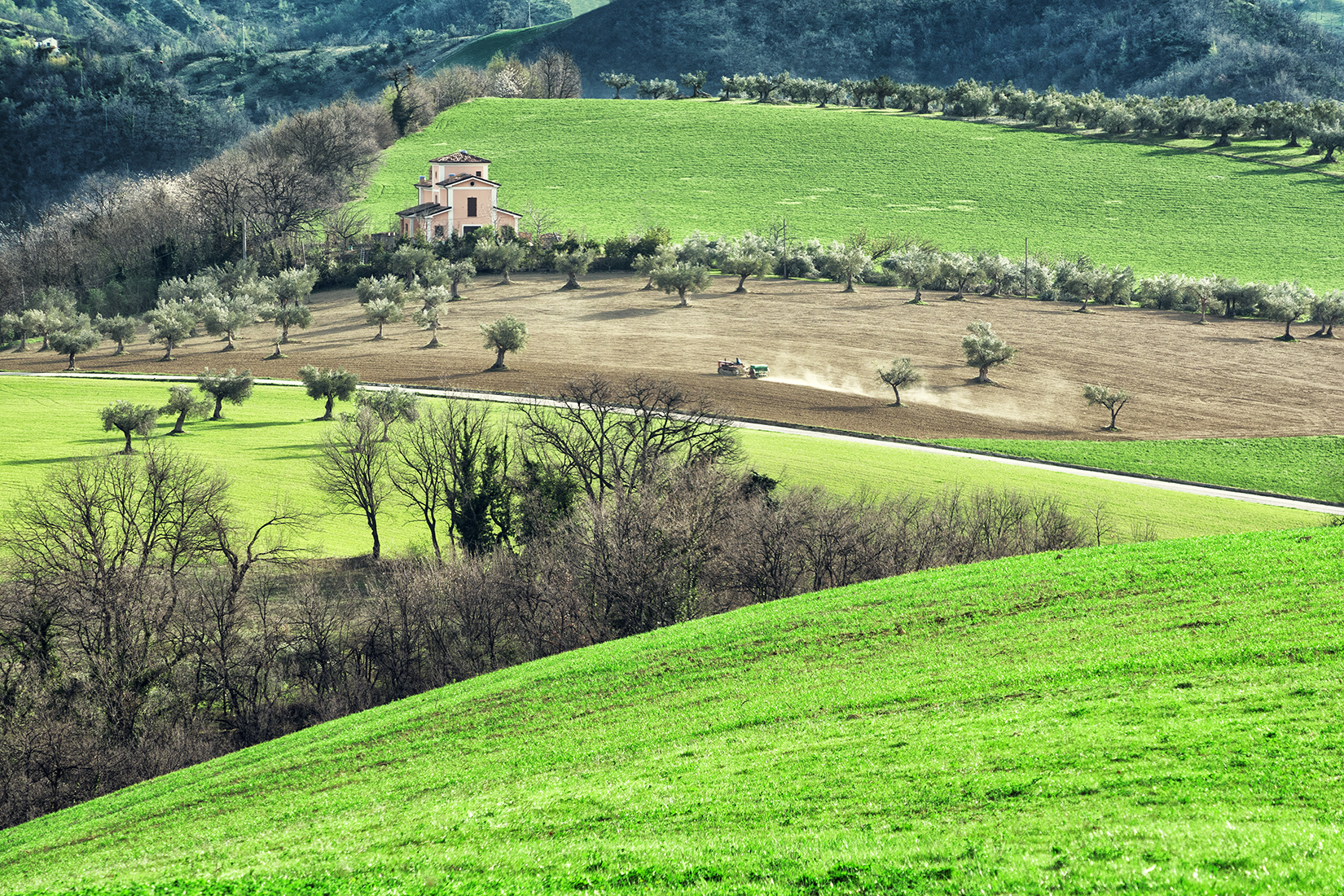 Campi coltivati di renzodid