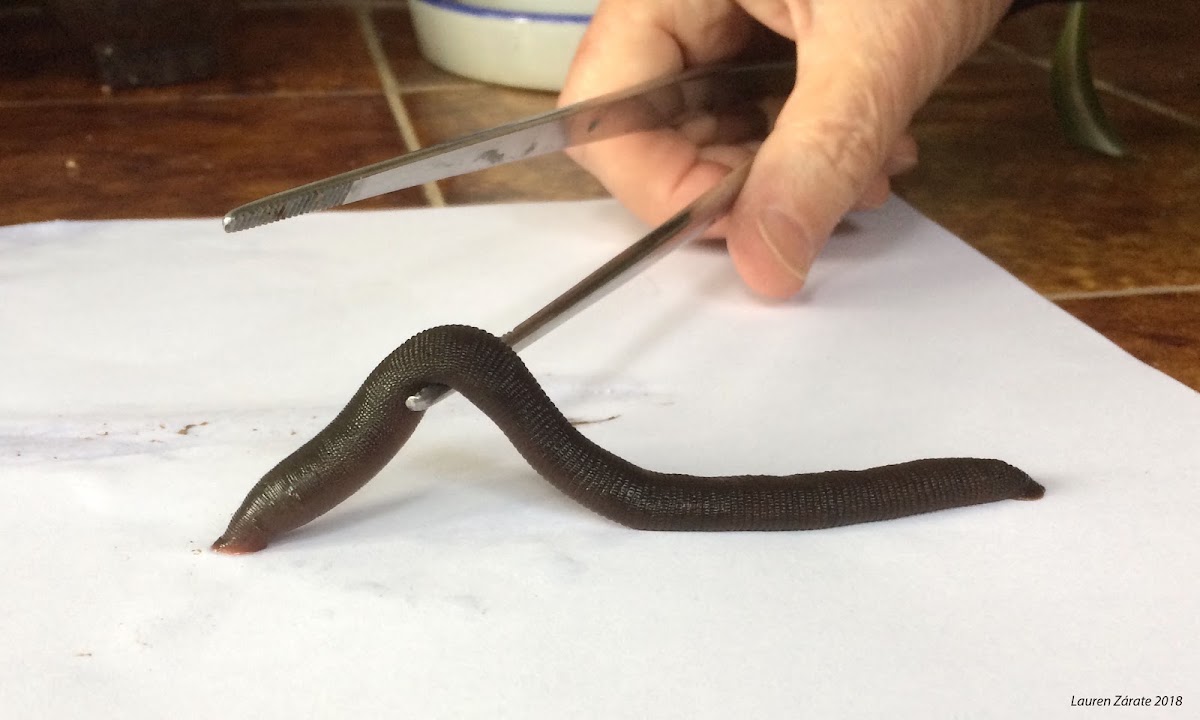 Giant Predatory Terrestrial Leech