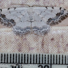 Middle Lace Border