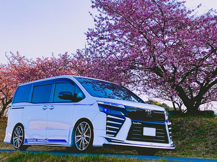 ヴォクシーのTeam Blue Style・ドライブ・河津桜とコラボ・右斜め前写真展に関するカスタム事例の投稿画像3枚目