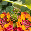 West Indian Lantana