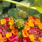 West Indian Lantana