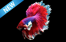 Betta Fish Wallpaper small promo image