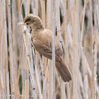 Great Reed Warbler; Carricero Tordal