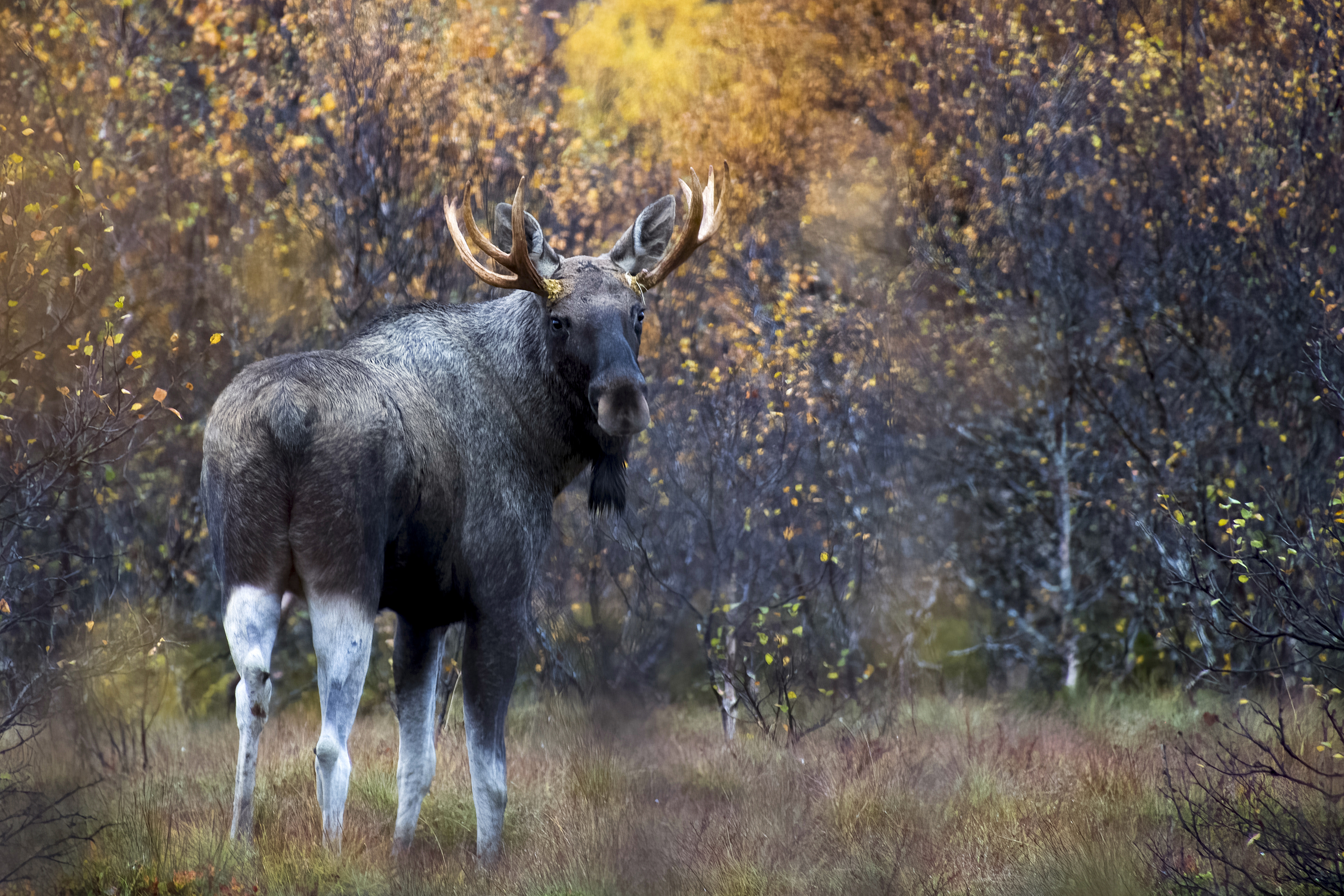 L'Alce nel suo habitat autunnale di Nefti-Monica