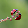 Seven-spot Ladybird