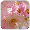 Japanese Cherry Blossom Chrome extension download