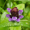 Self-Heal