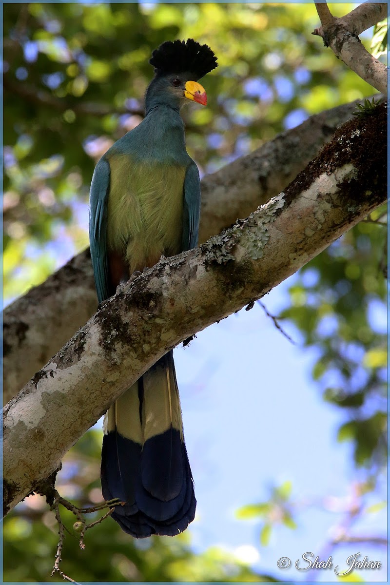 Great Blue Toraco