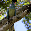 Great Blue Toraco