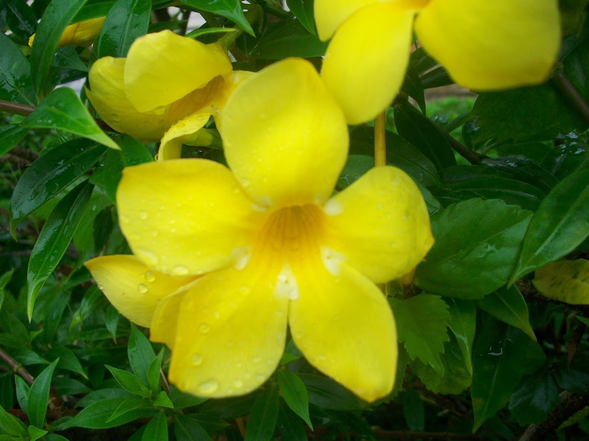 Yellow Bell flower