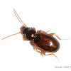 Ground Beetle