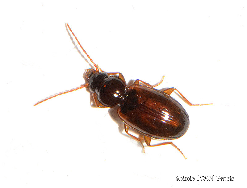 Ground Beetle