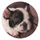 Clever Puppy New Tab Page HD Pop Pets Theme