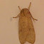 Banded tussock moth