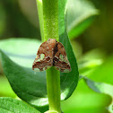 Ricaniid Planthopper