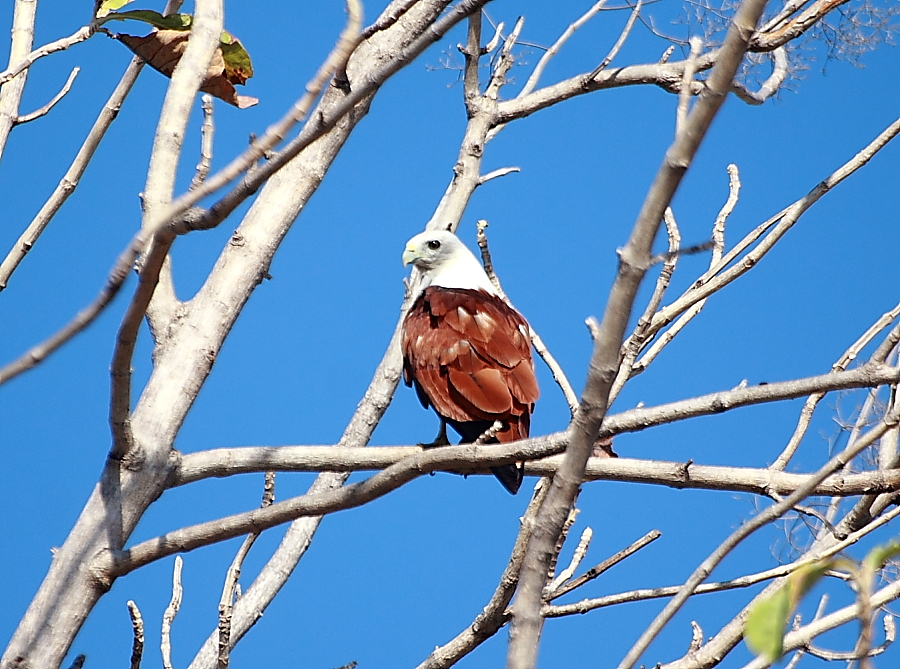 Brahminy Kite