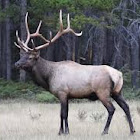 Elk