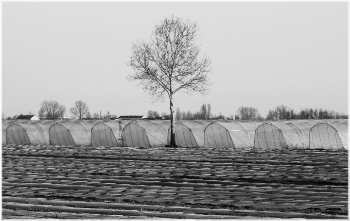 Primavera . .campi come onde del mare di Hanami