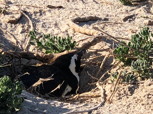 Penguins Cape Town South Africa 2018