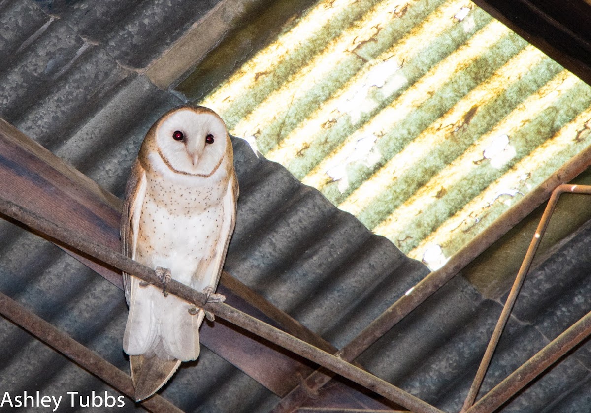 Barn Owl