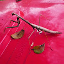 Large Brown Mantid (female)